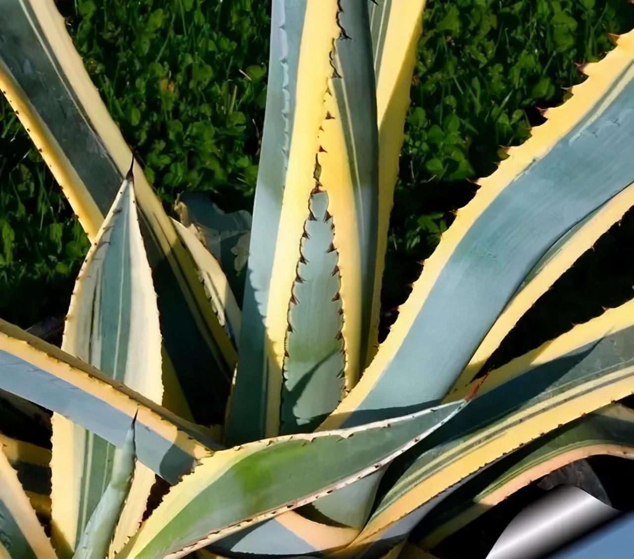 �ɻ����� | ������ά���Ϸ�̫��ʱ�䣿�������������˻�԰��