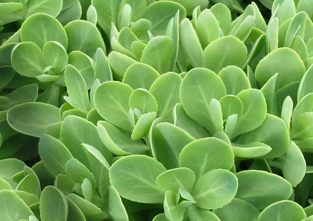 �ɻ����� | ������ά���Ϸ�̫��ʱ�䣿�������������˻�԰��