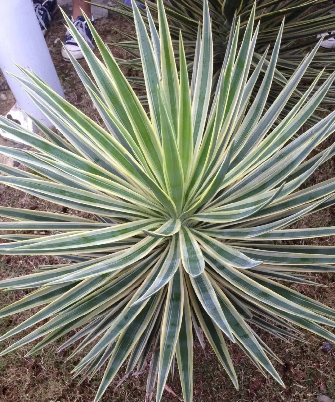 �ɻ����� | ������ά���Ϸ�̫��ʱ�䣿�������������˻�԰��