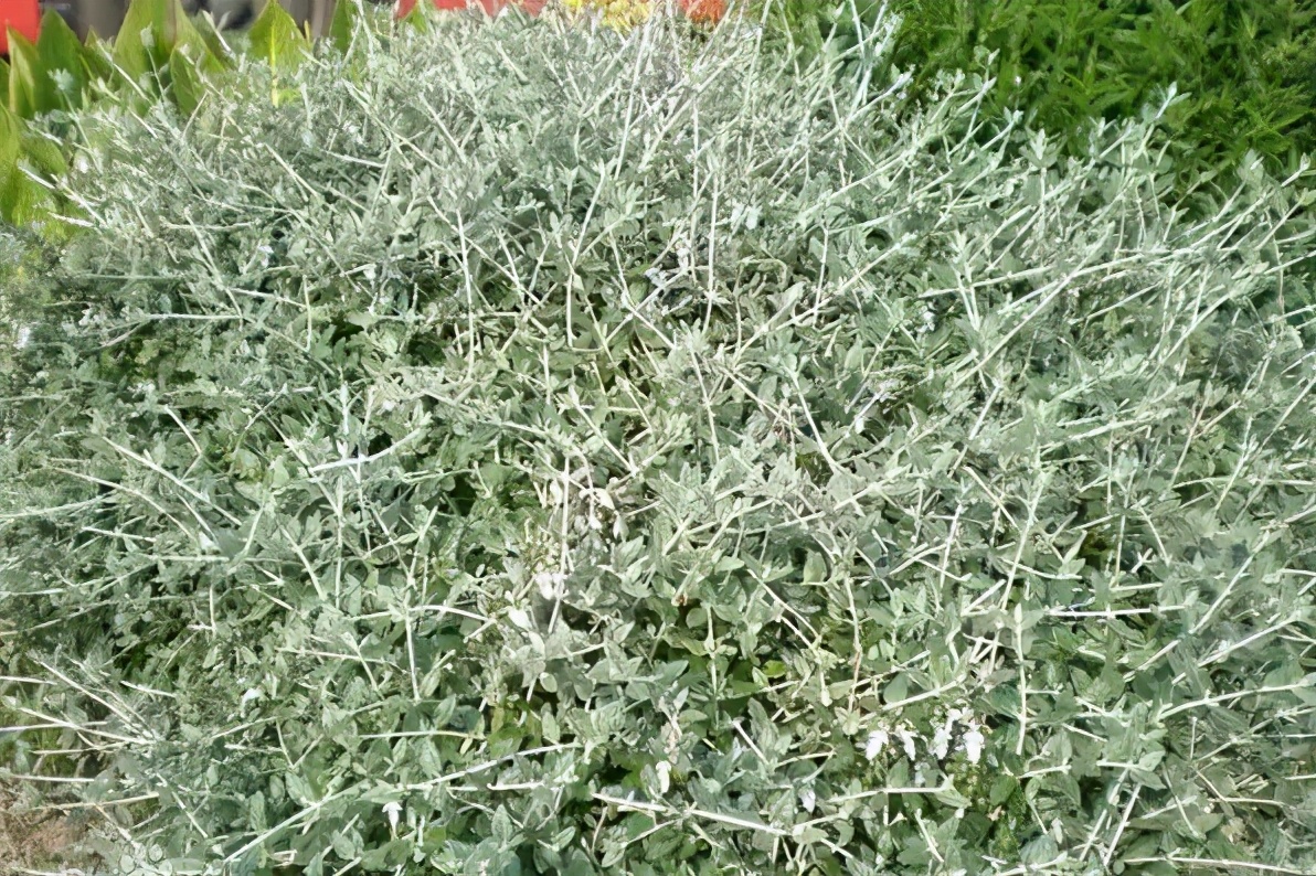 �ɻ����� | ������ά���Ϸ�̫��ʱ�䣿�������������˻�԰��