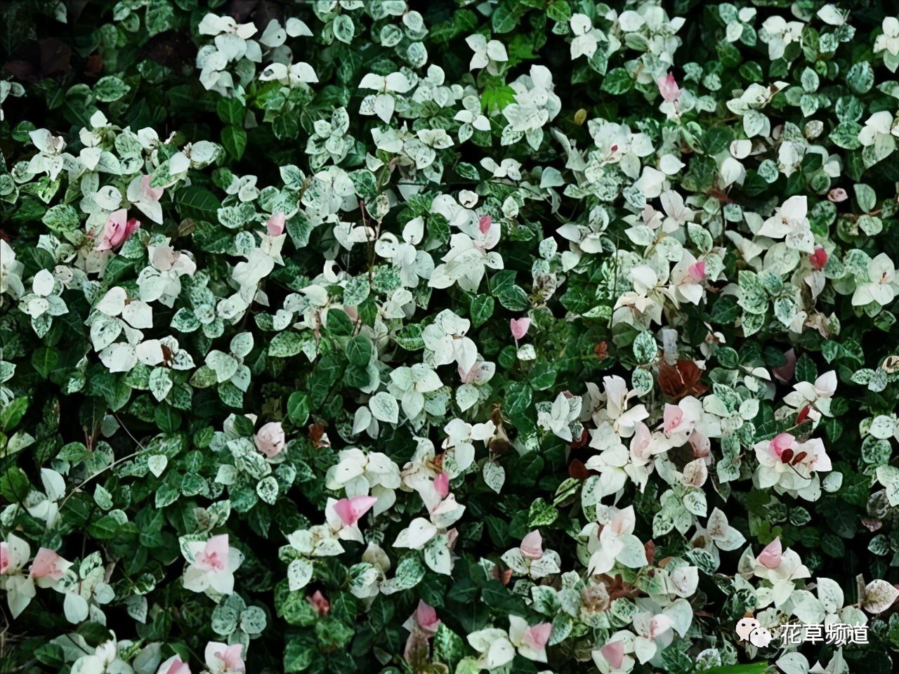 �ɻ����� | ������ά���Ϸ�̫��ʱ�䣿�������������˻�԰��