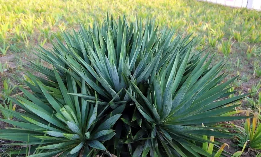 �ɻ����� | ������ά���Ϸ�̫��ʱ�䣿�������������˻�԰��