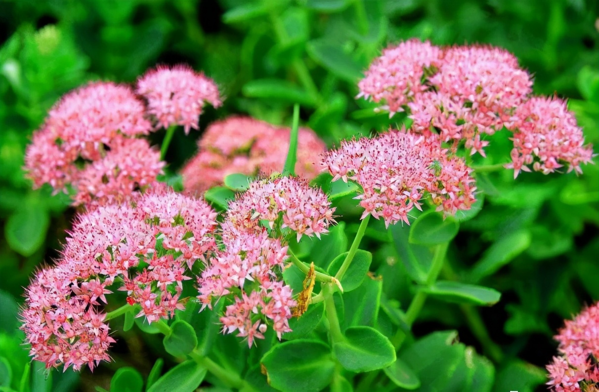 �ɻ����� | ������ά���Ϸ�̫��ʱ�䣿�������������˻�԰��