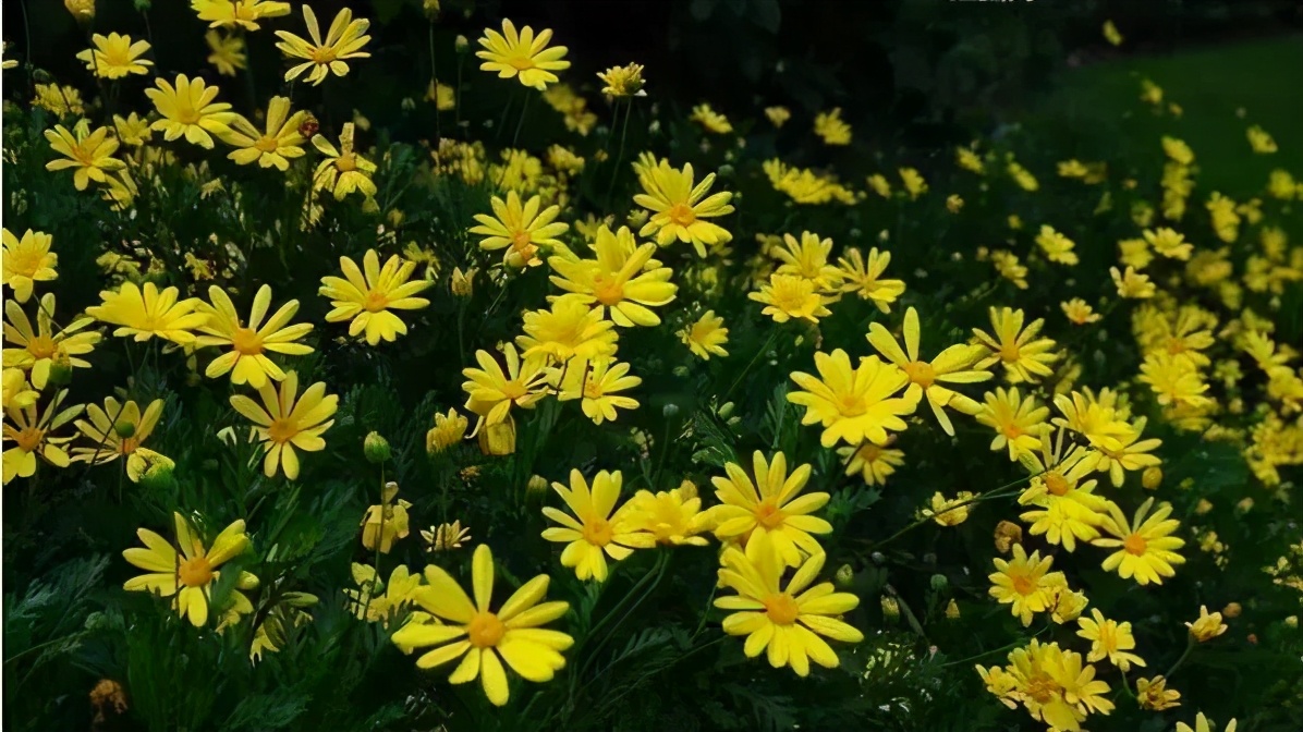 �ɻ����� | ������ά���Ϸ�̫��ʱ�䣿�������������˻�԰��