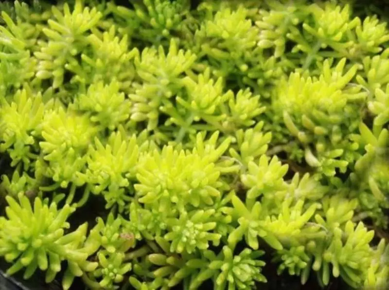 �ɻ����� | ������ά���Ϸ�̫��ʱ�䣿�������������˻�԰��