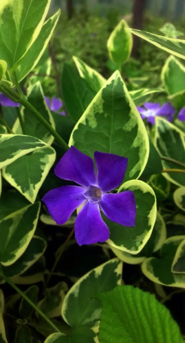 �ɻ����� | ������ά���Ϸ�̫��ʱ�䣿�������������˻�԰��