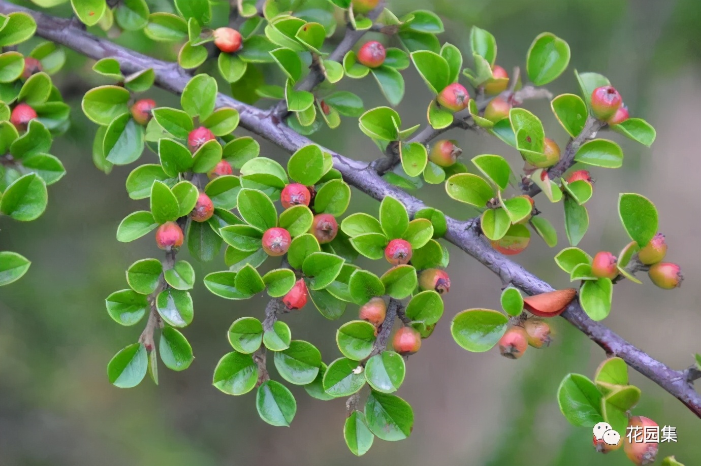 �ɻ����� | ������ά���Ϸ�̫��ʱ�䣿�������������˻�԰��