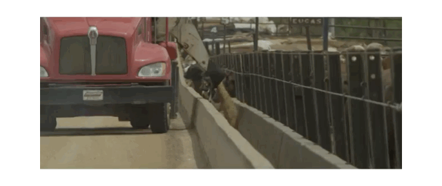 你会看牛排等级吗?一份短小精悍的各国牛肉分级攻略