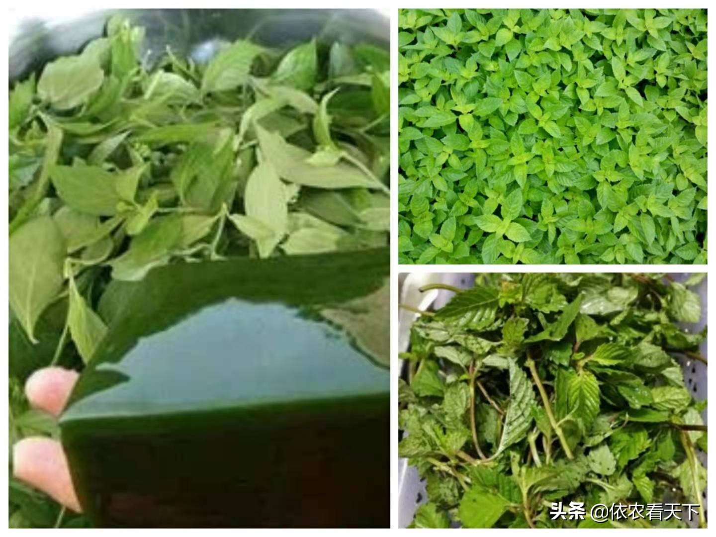 ��𲿷ֱ����˵����ʣ����ɲݣ����ա���ɶ�����ɲݡ����Ǹ�ɶ��