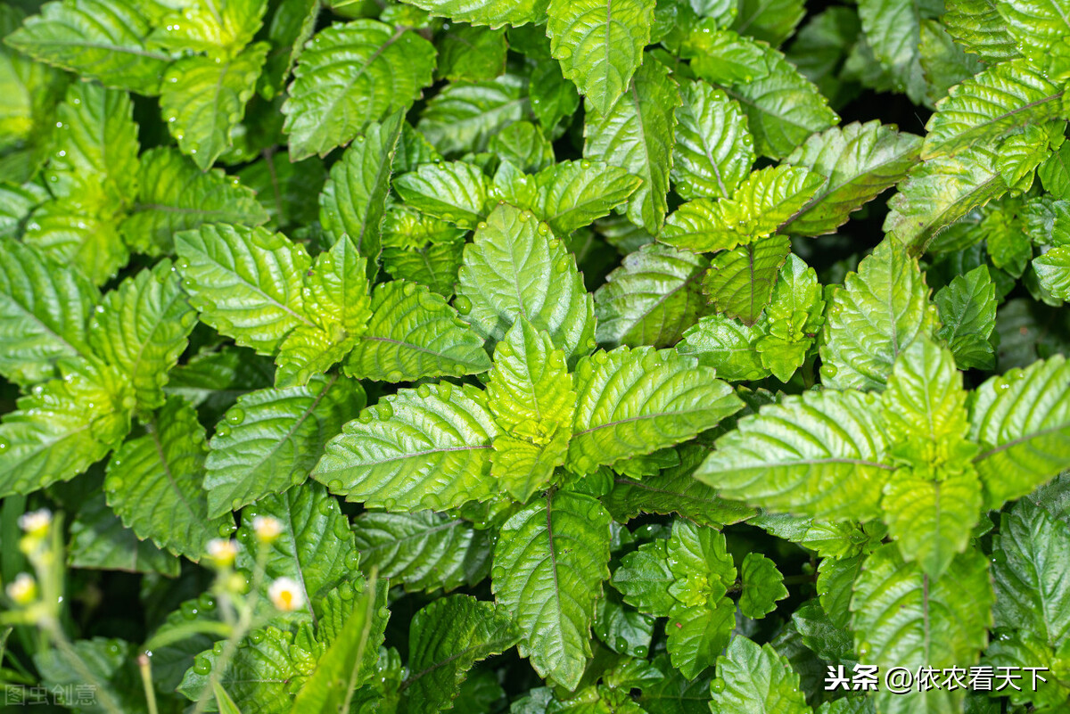 ��𲿷ֱ����˵����ʣ����ɲݣ����ա���ɶ�����ɲݡ����Ǹ�ɶ��