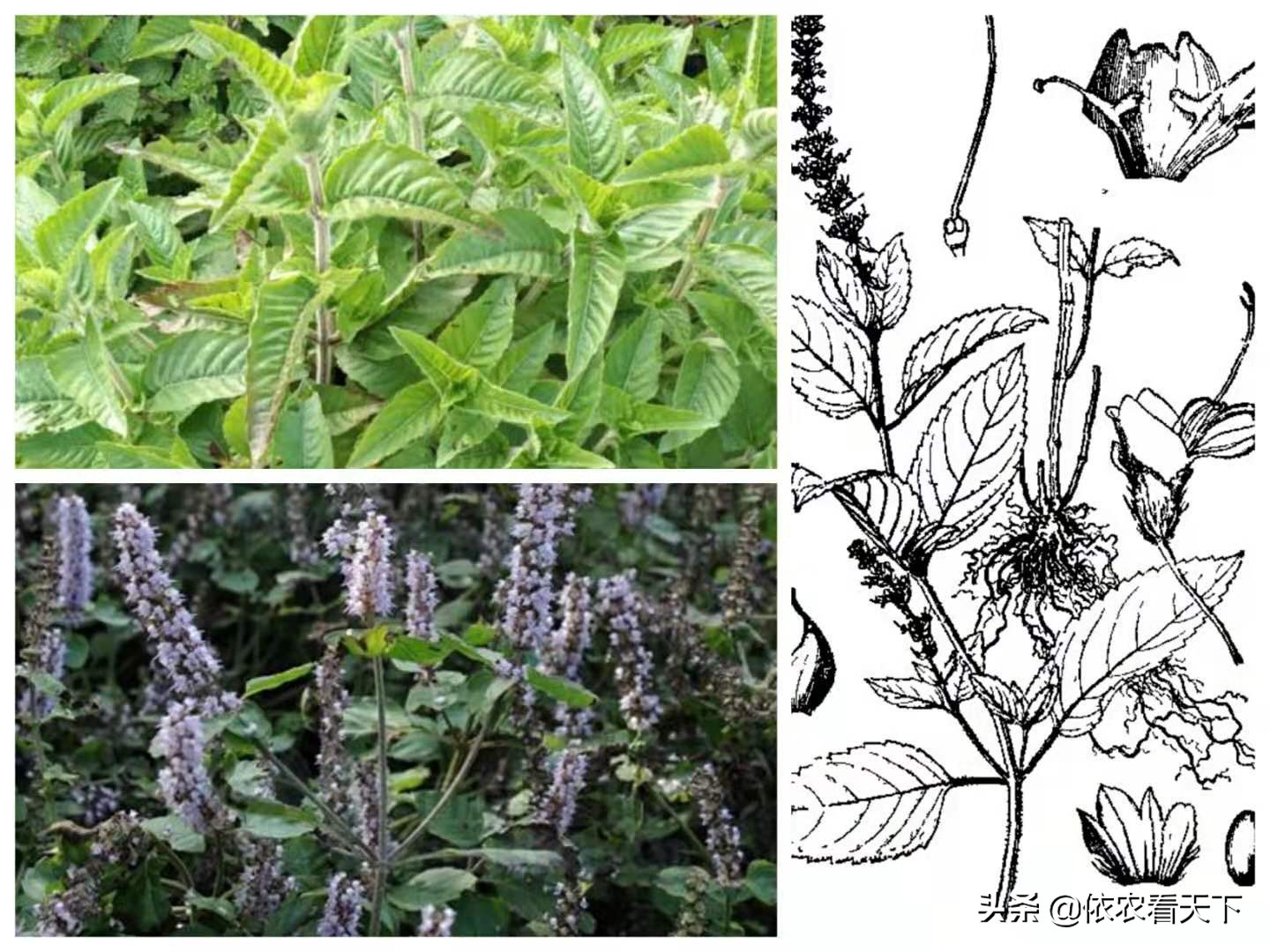 ��𲿷ֱ����˵����ʣ����ɲݣ����ա���ɶ�����ɲݡ����Ǹ�ɶ��