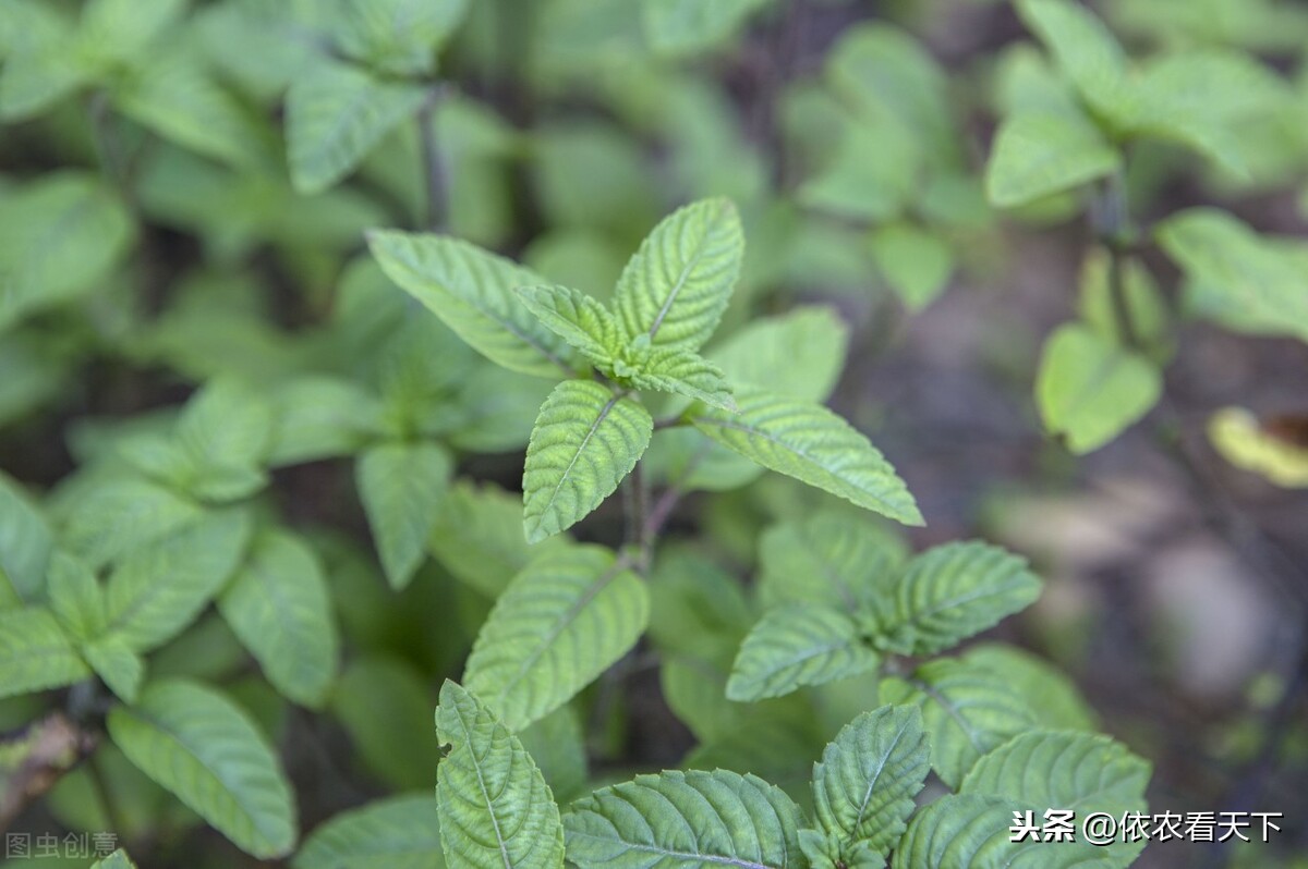 ��𲿷ֱ����˵����ʣ����ɲݣ����ա���ɶ�����ɲݡ����Ǹ�ɶ��