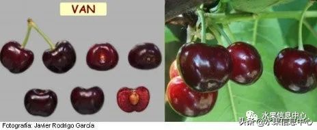 2021��ȫ������Ʒ�ֵ�˵����