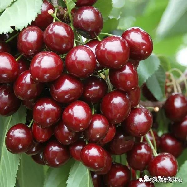 2021��ȫ������Ʒ�ֵ�˵����