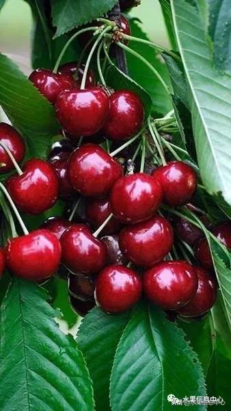 2021��ȫ������Ʒ�ֵ�˵����