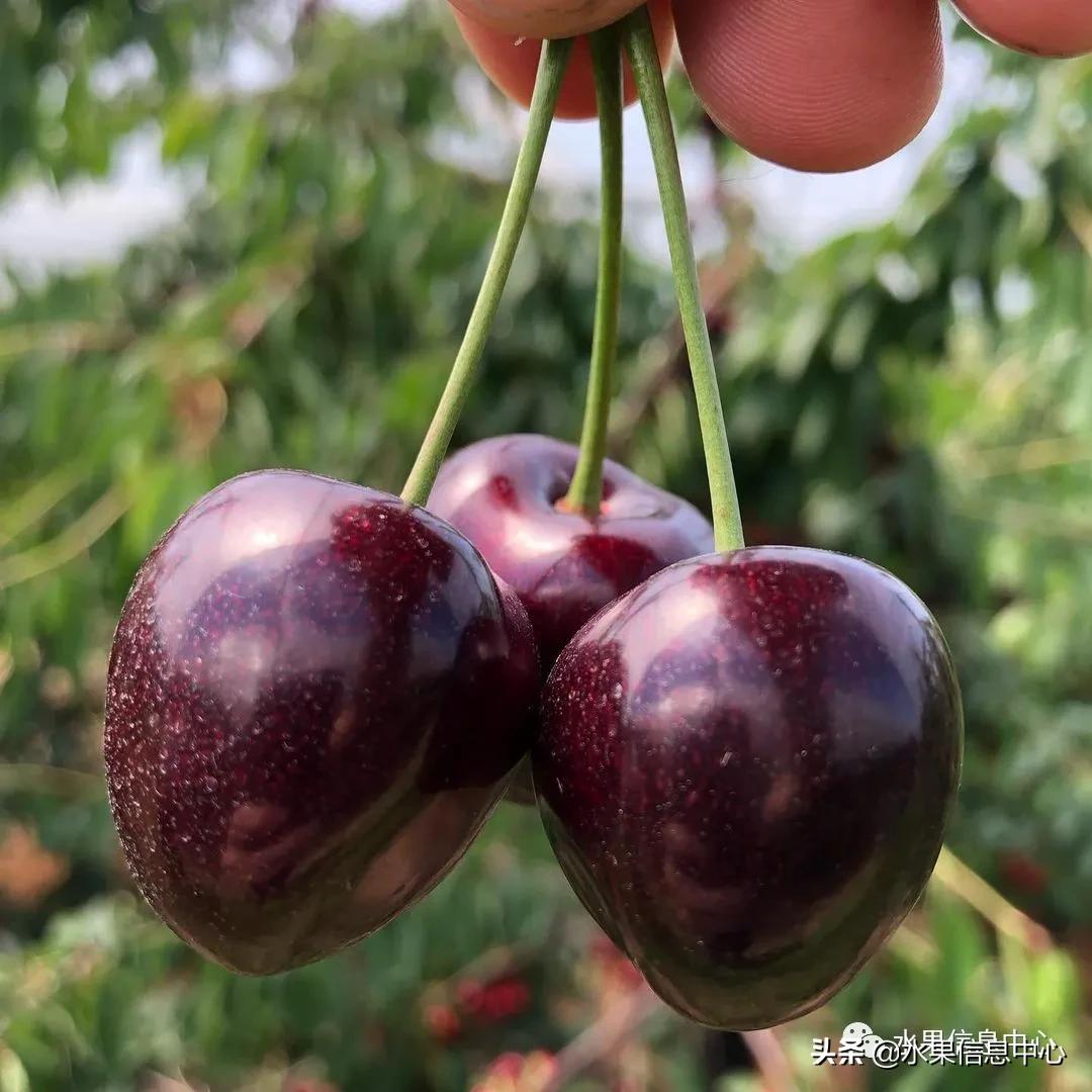 2021��ȫ������Ʒ�ֵ�˵����