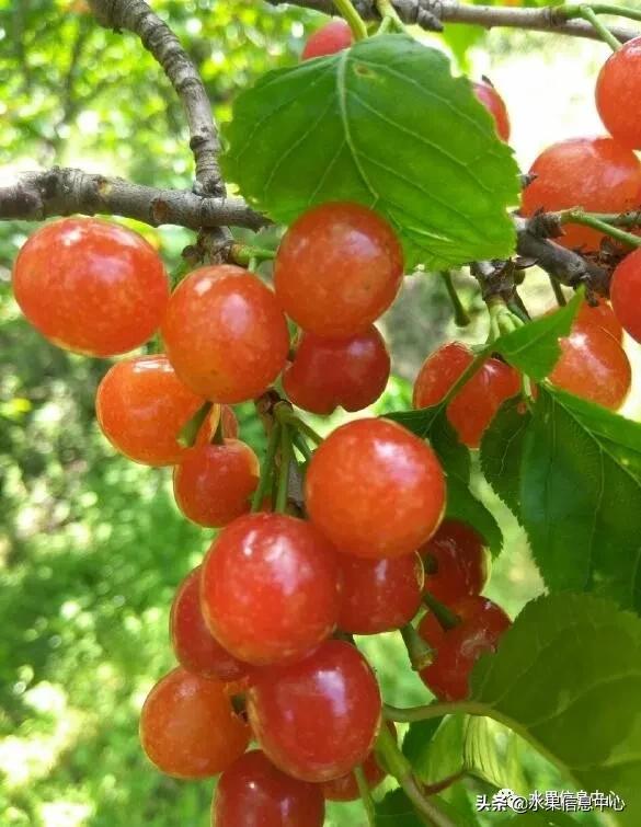 2021��ȫ������Ʒ�ֵ�˵����