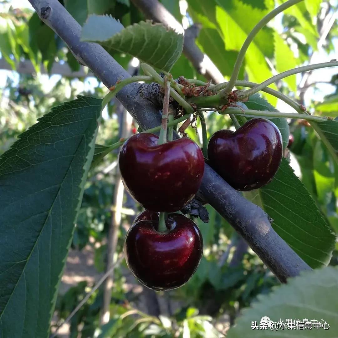 2021��ȫ������Ʒ�ֵ�˵����