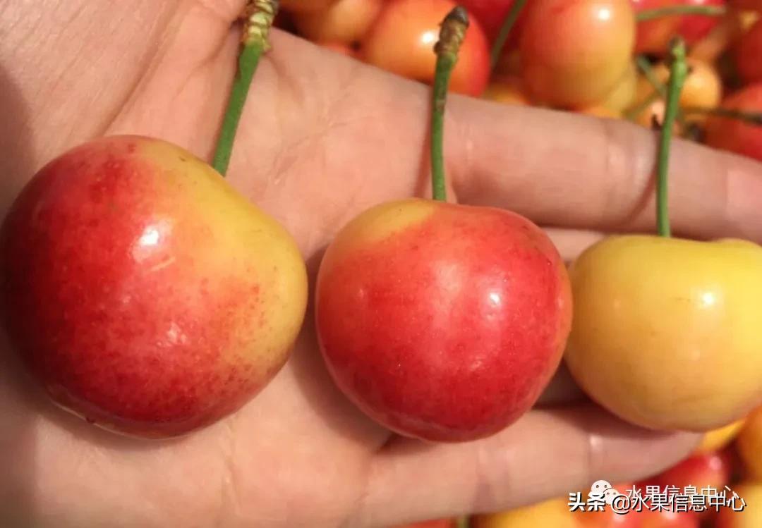 2021��ȫ������Ʒ�ֵ�˵����