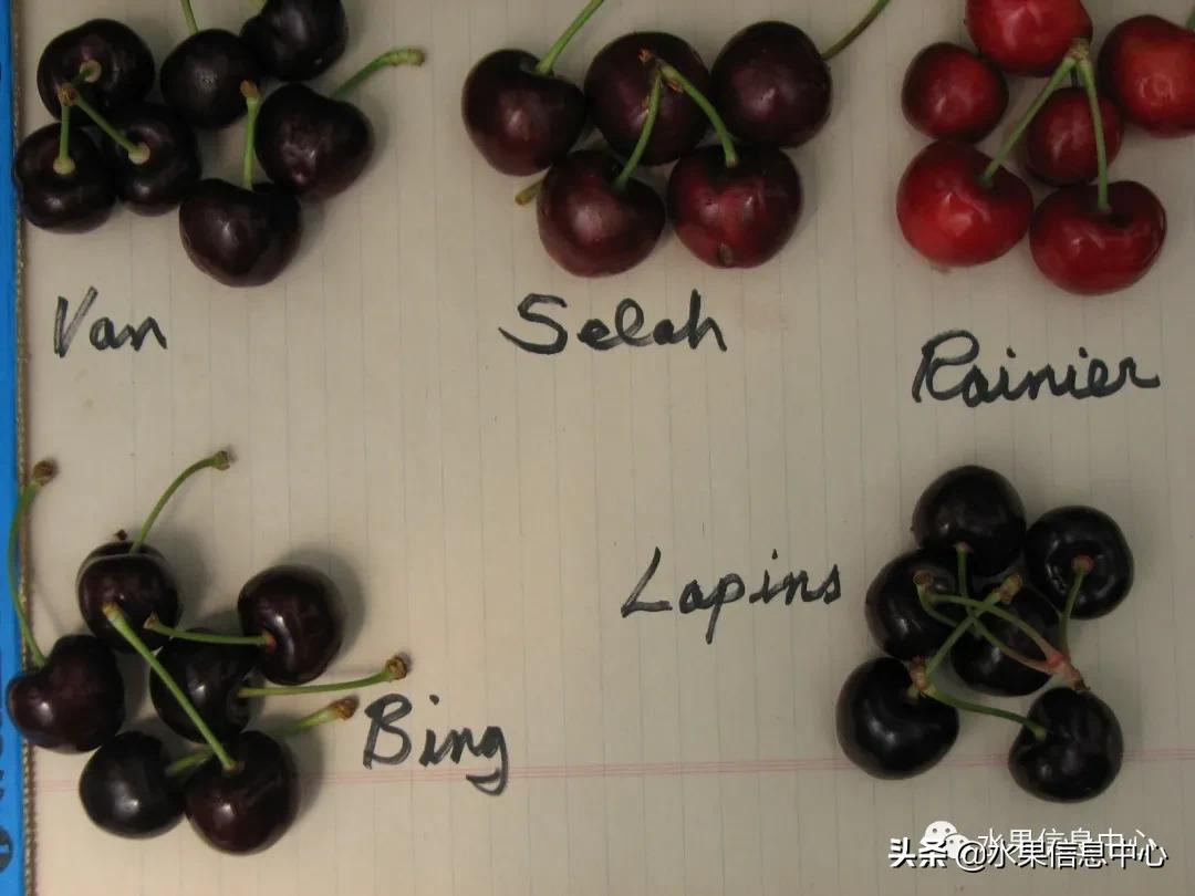 2021��ȫ������Ʒ�ֵ�˵����