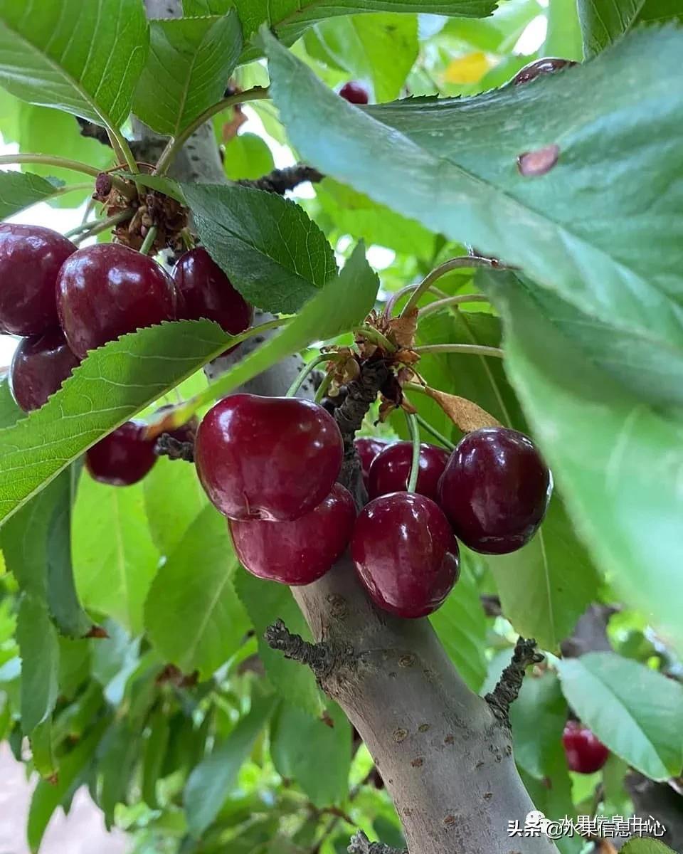 2021��ȫ������Ʒ�ֵ�˵����