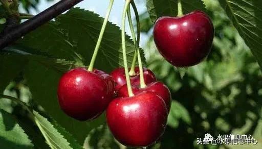 2021��ȫ������Ʒ�ֵ�˵����