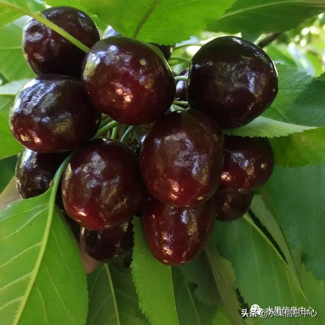 2021��ȫ������Ʒ�ֵ�˵����