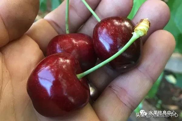 2021��ȫ������Ʒ�ֵ�˵����