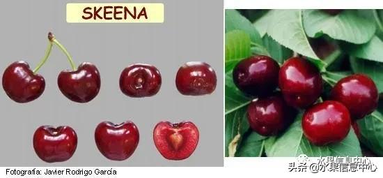 2021��ȫ������Ʒ�ֵ�˵����