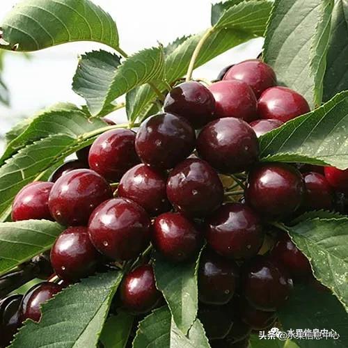 2021��ȫ������Ʒ�ֵ�˵����