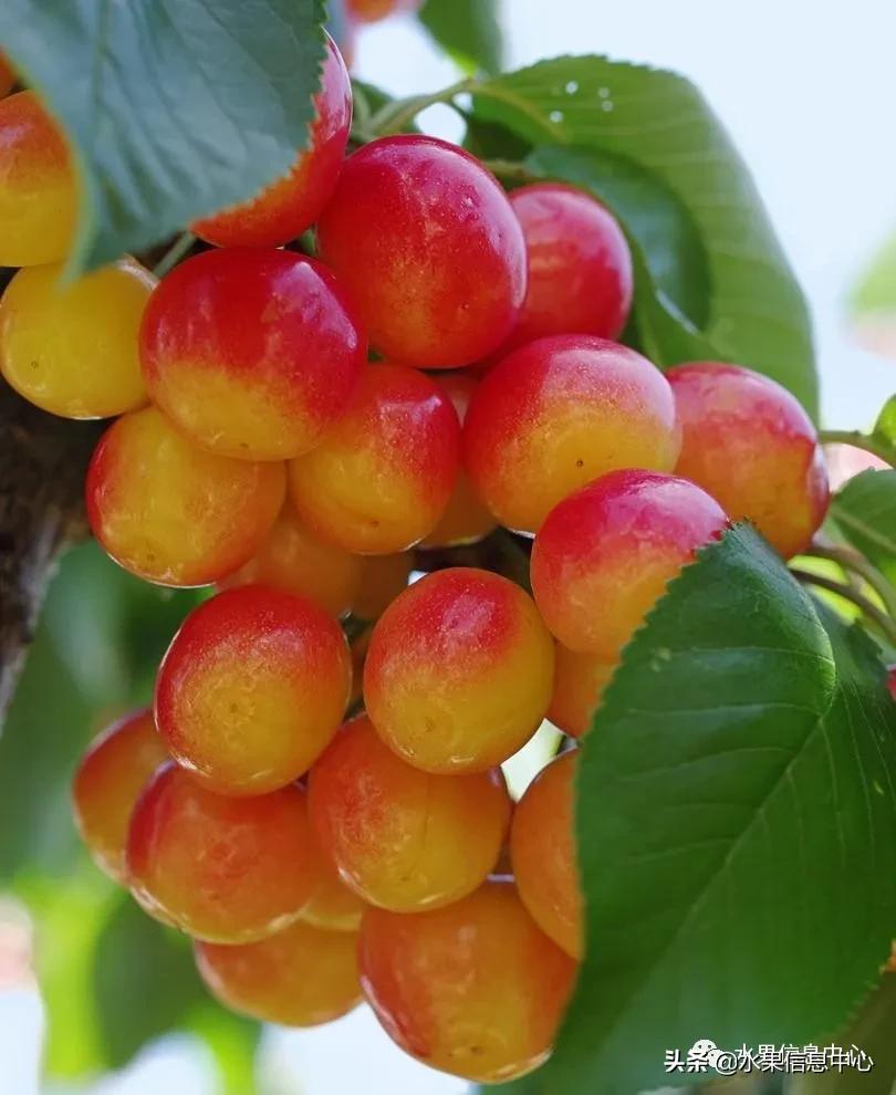 2021��ȫ������Ʒ�ֵ�˵����