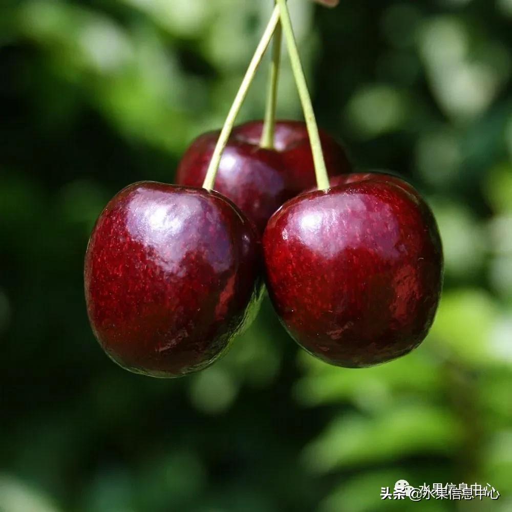 2021��ȫ������Ʒ�ֵ�˵����