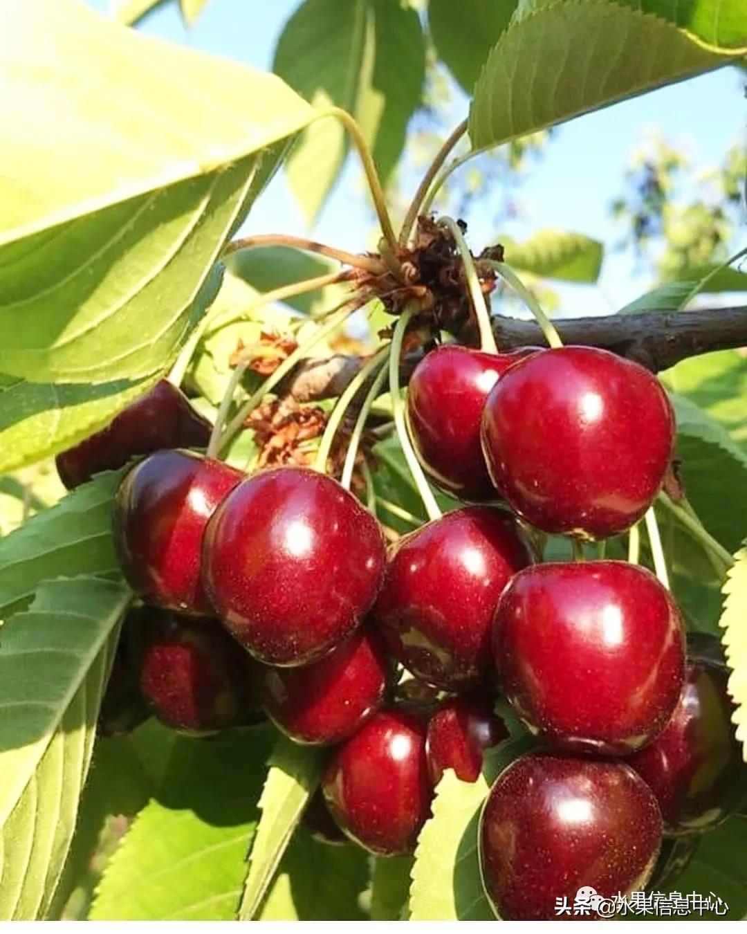 2021��ȫ������Ʒ�ֵ�˵����