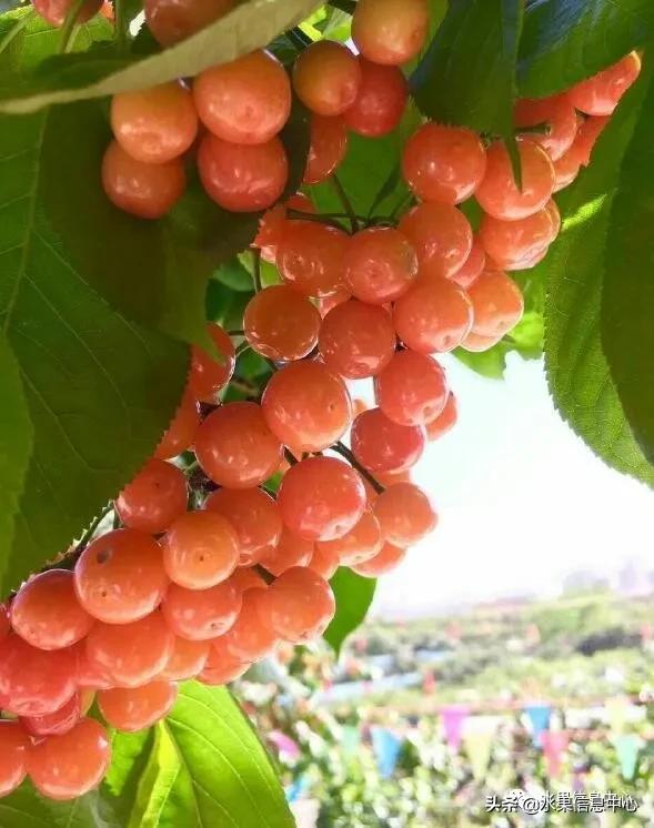 2021��ȫ������Ʒ�ֵ�˵����