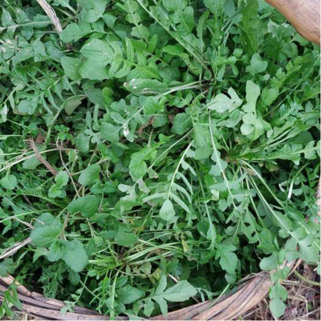 ������Ұ�ˣ�����һ����Ұ�˴�ͼ��������������ʶ��18��Ұ��