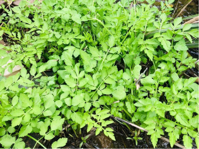 ������Ұ�ˣ�����һ����Ұ�˴�ͼ��������������ʶ��18��Ұ��