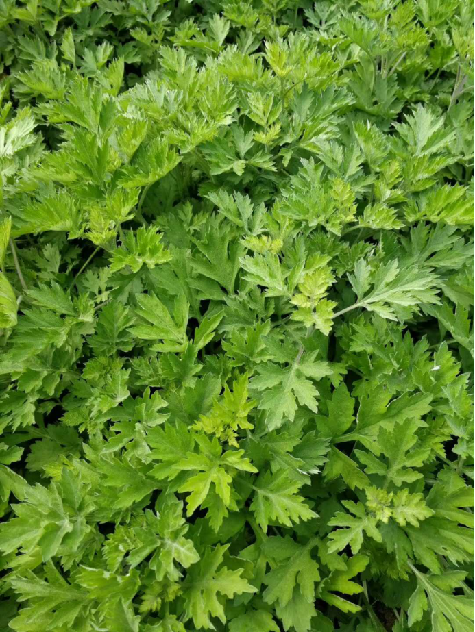 ������Ұ�ˣ�����һ����Ұ�˴�ͼ��������������ʶ��18��Ұ��