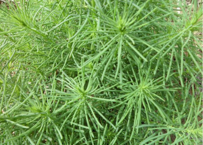 ������Ұ�ˣ�����һ����Ұ�˴�ͼ��������������ʶ��18��Ұ��