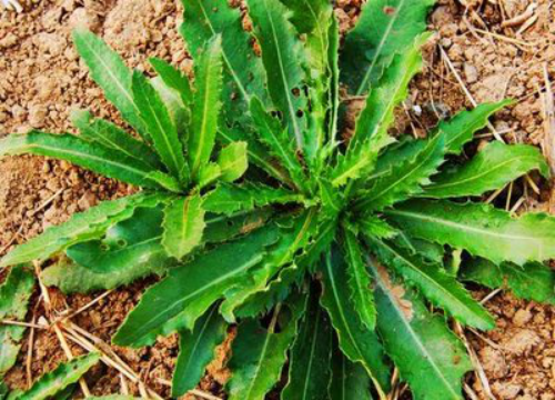 ������Ұ�ˣ�����һ����Ұ�˴�ͼ��������������ʶ��18��Ұ��