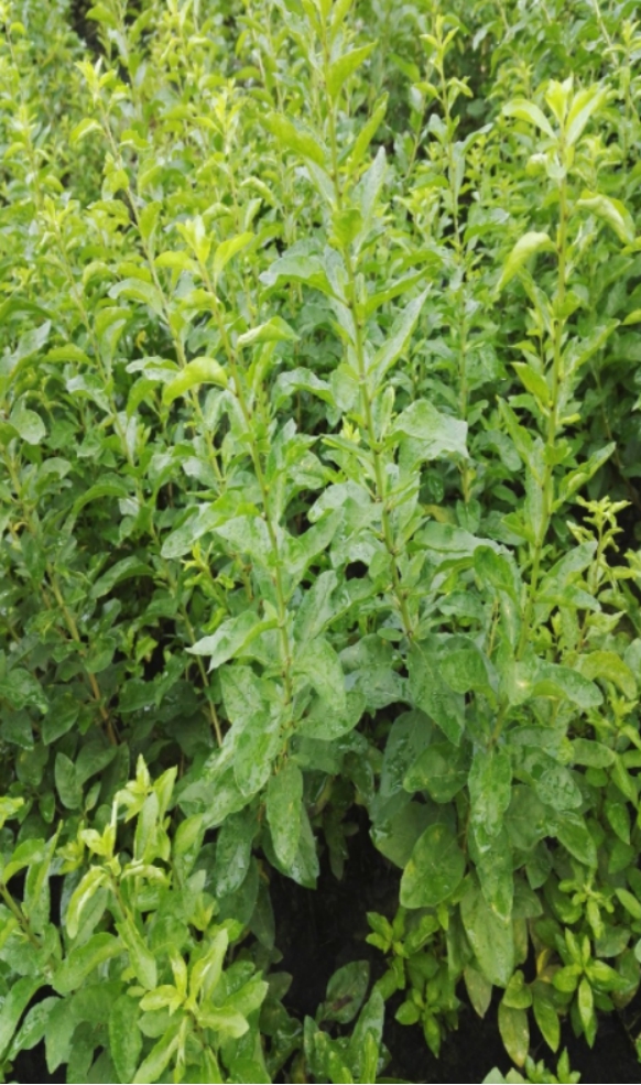 ������Ұ�ˣ�����һ����Ұ�˴�ͼ��������������ʶ��18��Ұ��