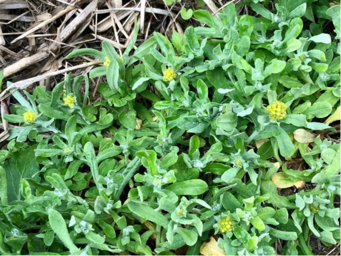 ������Ұ�ˣ�����һ����Ұ�˴�ͼ��������������ʶ��18��Ұ��