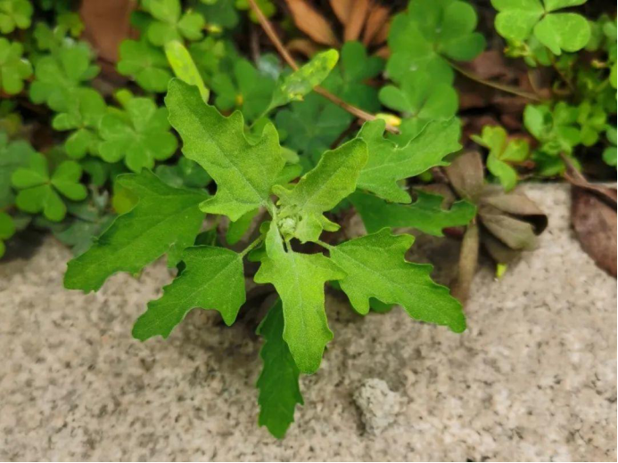 ������Ұ�ˣ�����һ����Ұ�˴�ͼ��������������ʶ��18��Ұ��