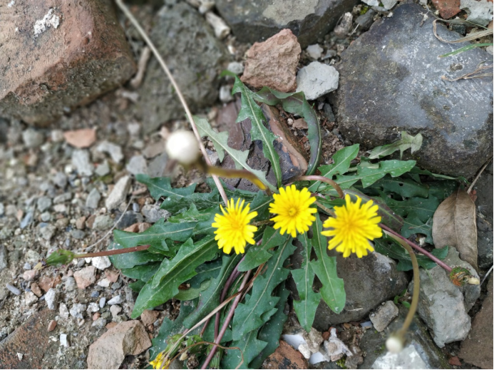 ������Ұ�ˣ�����һ����Ұ�˴�ͼ��������������ʶ��18��Ұ��