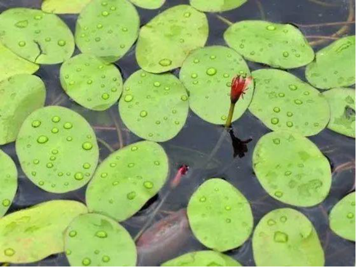 ������Ұ�ˣ�����һ����Ұ�˴�ͼ��������������ʶ��18��Ұ��