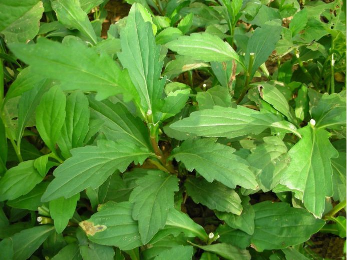 ������Ұ�ˣ�����һ����Ұ�˴�ͼ��������������ʶ��18��Ұ��