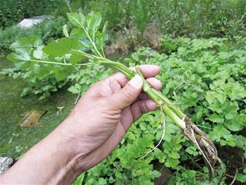 ������Ұ�ˣ�����һ����Ұ�˴�ͼ��������������ʶ��18��Ұ��