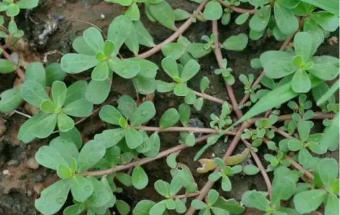 ������Ұ�ˣ�����һ����Ұ�˴�ͼ��������������ʶ��18��Ұ��