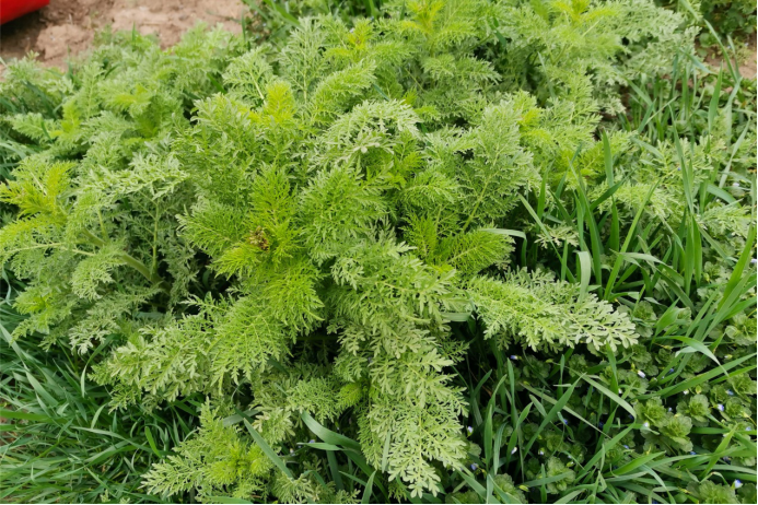 ������Ұ�ˣ�����һ����Ұ�˴�ͼ��������������ʶ��18��Ұ��