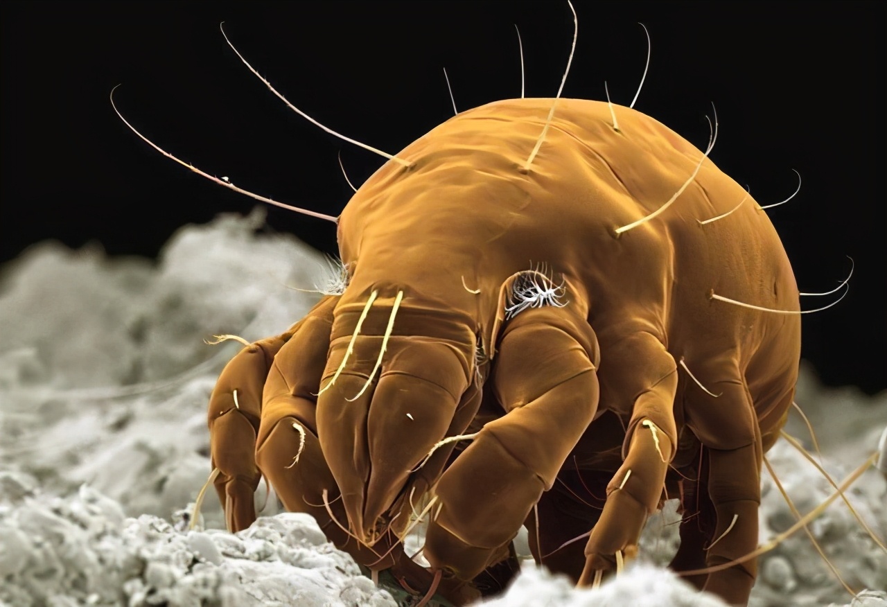 ɹ���Ӻ�Ϊ���С�̫��ζ���������汻�����ˣ��·���������Ĺ���