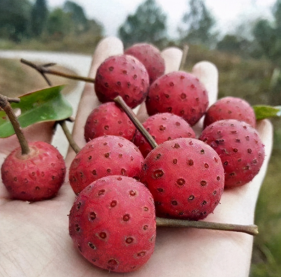 ������֦��ũ���޵�ˮ���ԣ�����ܶ���û��������������15Ԫ1��